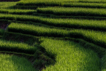 Beautiful views of the winding rice fields with shades of green.