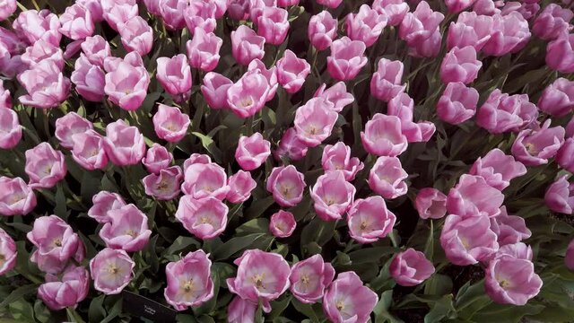 Many pink varietal tulips on flowerbed closeup