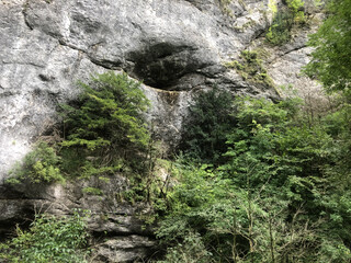 moss covered rock