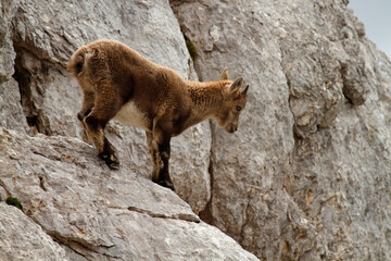 young mountain goat on the rock