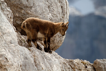 Young ibex on the rocks - obrazy, fototapety, plakaty