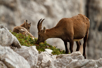 ibex family