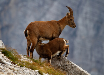 Lactation of a baby ibex