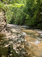 stream in the forest