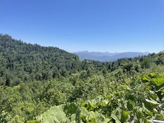 landscape with trees