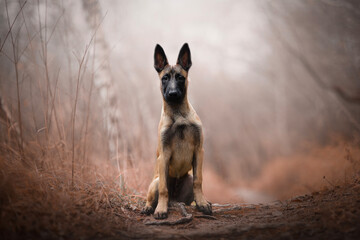 beautiful belgian shepherd malinois dog puppy in autumn background