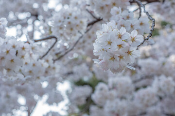 cherry blossom in spring