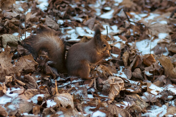 Cute squirrel in the forest and on the street