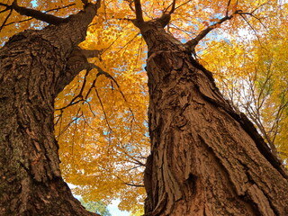 Tree in autumn. Looking up at golden leaf canopy from ground level. Tall majestic weathered and...