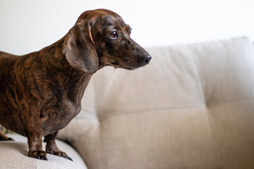 portrait of a dachshund