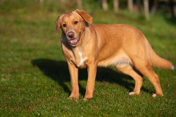 Portrait of  a young  brown Boxador female on an autumnal background. 