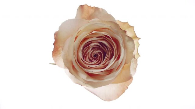 Shadows on beige rose change spontaneously on white background | Face care cosmetics with rose oil advertising
