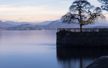 Fototapeta premium lake terrace with tree Sophora japonica in winter.Stresa, Lake Maggiore, Italy.