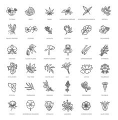 Set of flowers and herbs icon in flat design. Vector collection