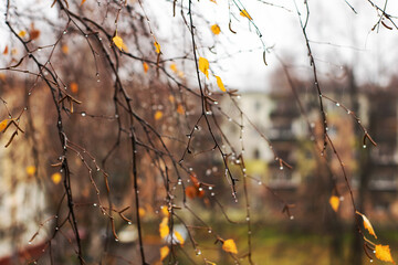 Black tree branches on white sky background