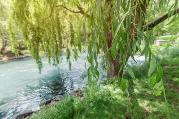 A weeping willow on the bank of a stream with blue water. Flora and ecosystem concept © EdNurg