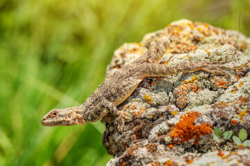 Caucasian agama basks in the sun on a lichen-covered rock. The lizard has no tail after meeting with a predator.