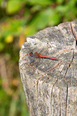 Male drageonfly Ruddy darter (Sympetrum sanguineum) resting on wooden pole