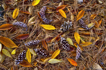 늦가을 바닥에 떨어진 나무열매