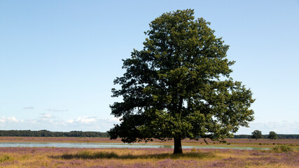 Solitary Common oak (Quercus robur) on heath of Dwingelderveld National Park; Drenthe, Netherlands