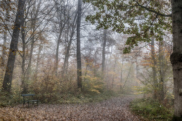 path in the woods