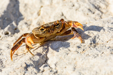 Freshwater river crab (Potamon ibericum) on the stone