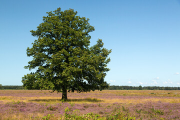Solitary Common oak (Quercus robur) on heath of Dwingelderveld National Park; Drenthe, Netherlands