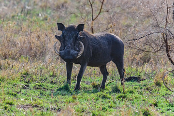 Fototapeta na wymiar Common warthog (Phacochoerus africanus) at the Serengeti national park, Tanzania. Wildlife photo