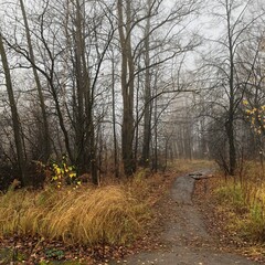 path in the autumn forest