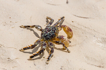Sea crab (Perisesarma) on a sand at beach