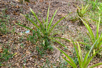 Pineapple plants at the plantation. Agricultural concept. Tropical fruit