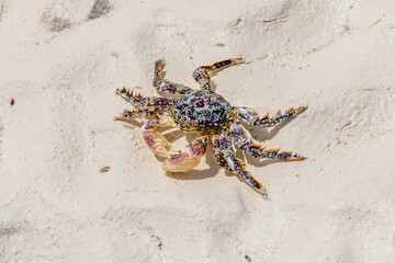 Sea crab on a sand at beach
