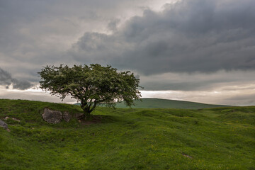 Lone tree on Grin Low, above Buxton, Derbyshire, UK