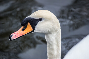 Obraz premium swan portrait