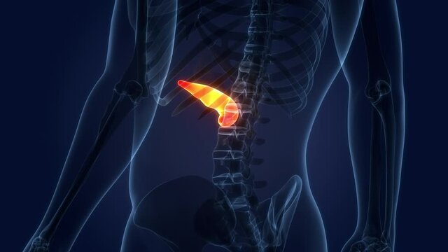Human Internal Organ Pancreas Anatomy Animation Concept