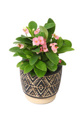 Euphorbia milii