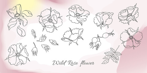 Set of flower buds, leaves and rosehip fruits, arrangement with wild rose.