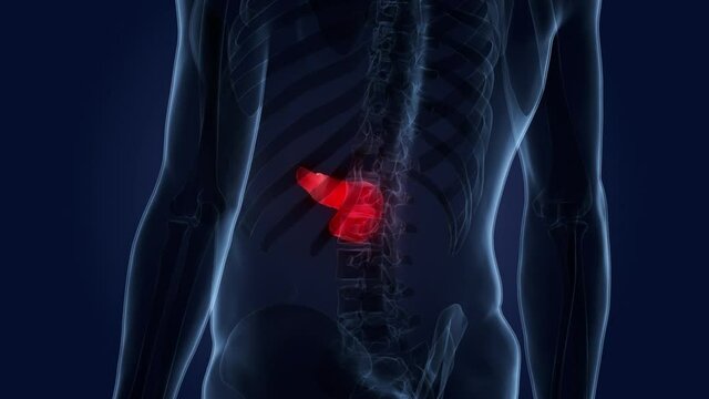 Human Internal Organ Pancreas Anatomy Animation Concept