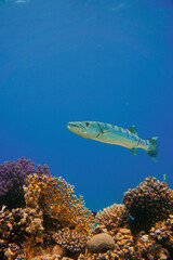 A beautiful big barracuda in the colourful coral reef in the Red Sea in Egypt. Scuba Diving underwater photography
