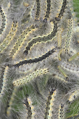 Group of of pest fall webworm, Hyphantria cunea