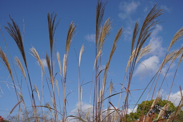 ススキ