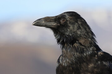 common raven (Corvus corax) Iceland