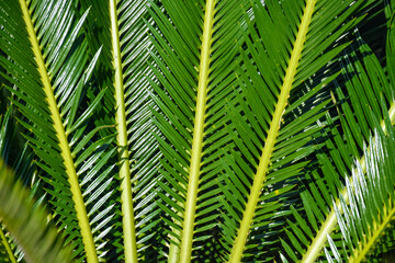 Long Narrow Spiky Green Sago palm Cycas revoluta, leaves
