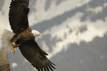 bald eagle in flight