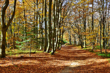 Obraz premium Autumn landscape beech tall trees with light trunks and bright yellow leaves. Idyllic fairy autumn landscape in sunny day. Environmental conservation theme.