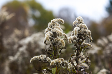 Autumn beautiful dried flowers, goldenrod dried landscape. Selective focus.