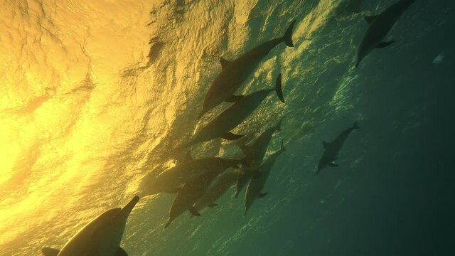 Dolphins playing in the blue water of Red sea. Golden sunset underwater shot of wild dolphin taking breath. Aquatic marine animals in their natural habitat. Closeup of friendly bottlenose. Wildlife