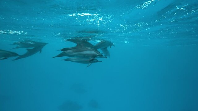 Dolphins playing in the blue water of Red sea. Underwater shot of wild dolphin taking breath. Aquatic marine animals in their natural habitat. Closeup of friendly bottlenose. Wildlife nature