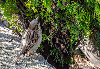 Sparrow