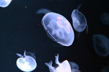 水中で踊る美しいミズクラゲ達